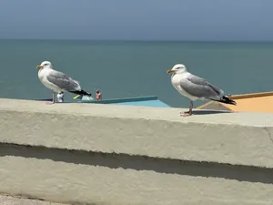 Zwei Möwen am Meer